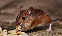 Find Exterminators in Baxter County